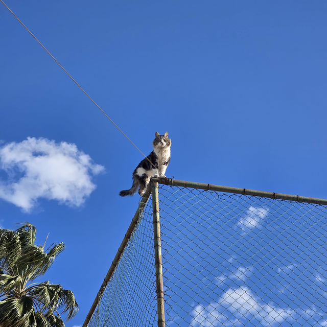 Alanya'da çıktığı tel örgülerde mahsur kalan kedi kurtarıldı