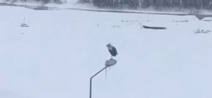 Kar ve soğuğa rağmen elektrik direğinde ayakta duran Leylek dikkat çekti