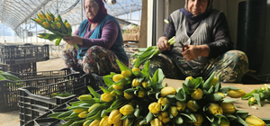 Kadınlar Günü'ne özel suda lale üretimi