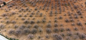 Metrekareye 413 kilogram yağış düşen Gaziantep’te ‘yeşil altın’ için yüksek rekolte beklentisi