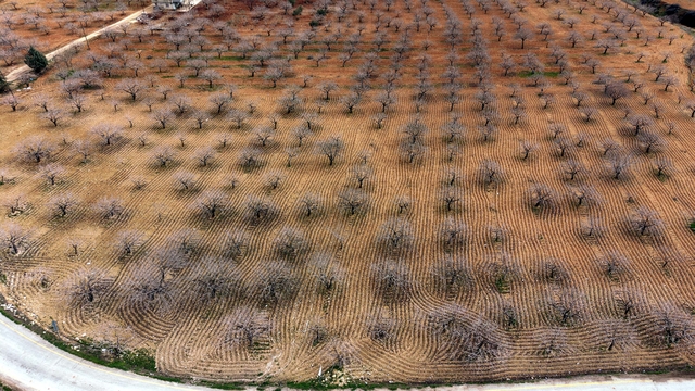 Metrekareye 413 kilogram yağış düşen Gaziantep'te 'yeşil altın' için yüksek rekolte beklentisi