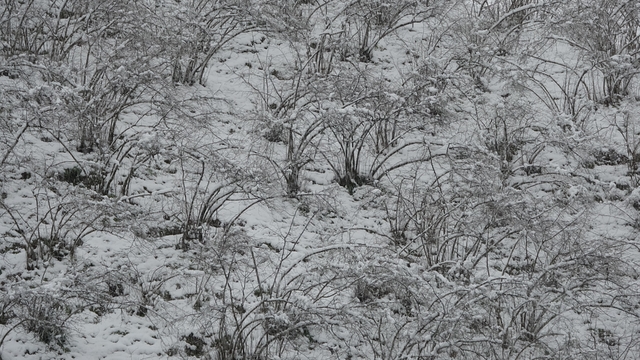 Fındıkta zirai don tehlikesi devam ediyor
Soydan: "Şubat ayı sonunda yağan kar tehlike arz etmese de süreç ve risk devam ediyor"