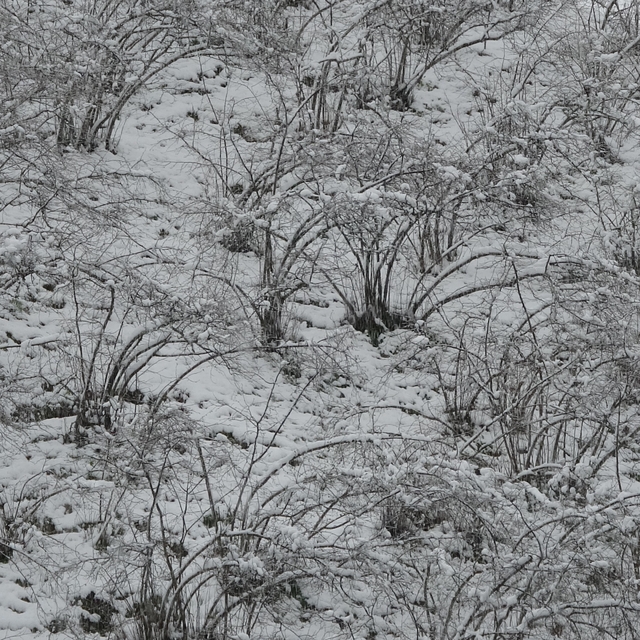 Fındıkta zirai don tehlikesi devam ediyor
Soydan: "Şubat ayı sonunda yağan...