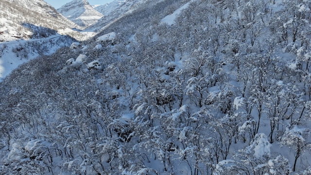 Şırnak'ta ormanlık alan beyaza büründü