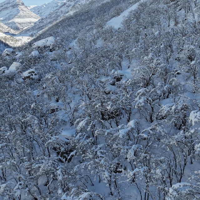 Şırnak'ta ormanlık alan beyaza büründü