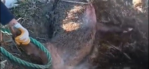 Düştüğü çukurda mahsur kalan yaban domuzunu vatandaşlar kurtardı