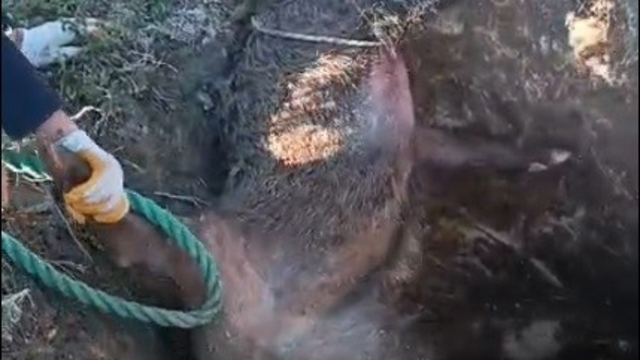 Düştüğü çukurda mahsur kalan yaban domuzunu vatandaşlar kurtardı