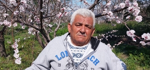 Mut'ta kayısı ağaçları adeta gelinliğe büründü