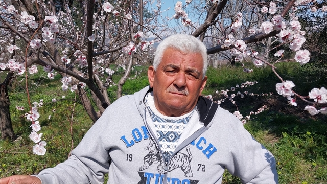 Mut'ta kayısı ağaçları adeta gelinliğe büründü