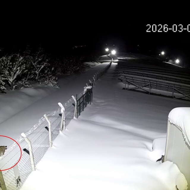 Ordu'da nesli tükenmekte olan vaşak görüntülendi