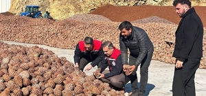 Koçarlı'da Çam Fıstığı işleme tesisindeki çalışmalar yerinde incelendi