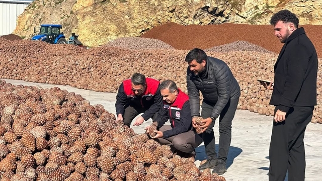 Koçarlı'da Çam Fıstığı işleme tesisindeki çalışmalar yerinde incelendi