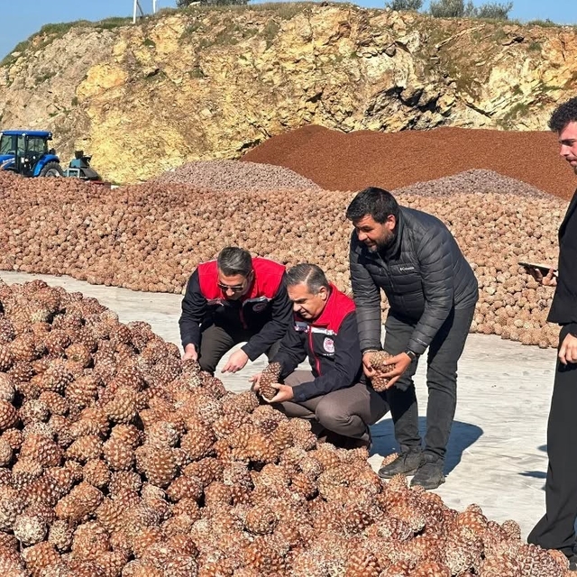 Koçarlı'da Çam Fıstığı işleme tesisindeki çalışmalar yerinde incelendi