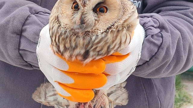 Karapınar'da yaralı baykuş tedaviye alındı