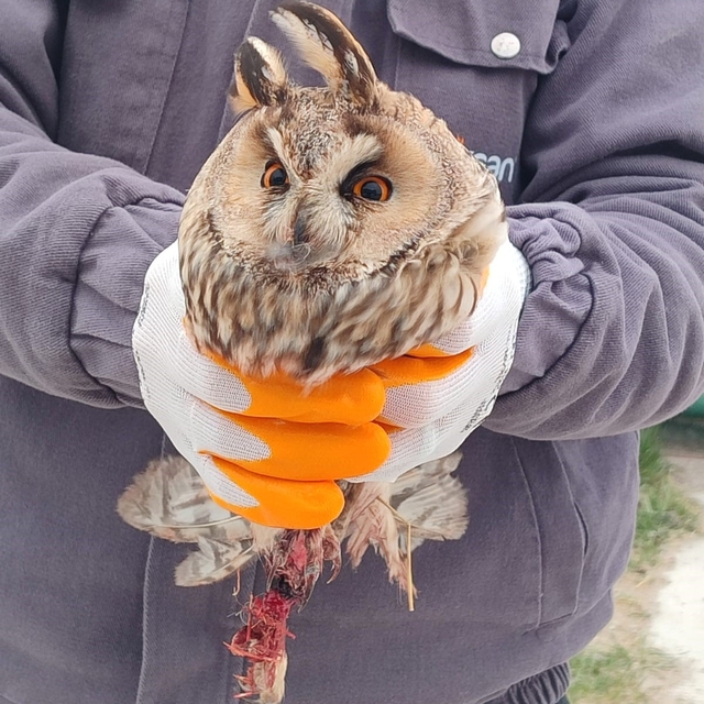 Karapınar'da yaralı baykuş tedaviye alındı