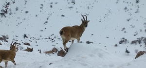Demirkazık'ta yaban hayatı için yemleme çalışmaları sürüyor