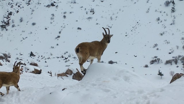 Demirkazık'ta yaban hayatı için yemleme çalışmaları sürüyor
