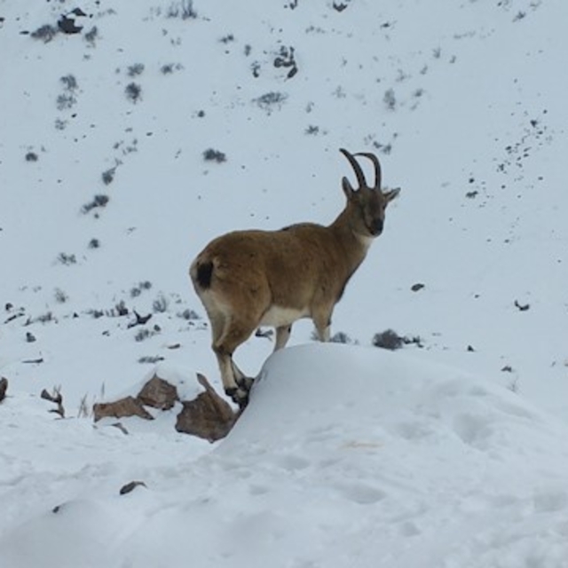 Demirkazık'ta yaban hayatı için yemleme çalışmaları sürüyor
