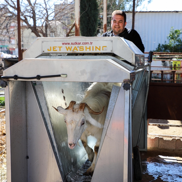 Döşemealtı'nda küçükbaş hayvanlara ücretsiz parazit uygulaması