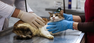 Yaralı kediye Büyükşehir şefkati