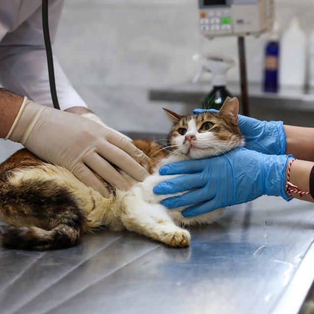 Yaralı kediye Büyükşehir şefkati