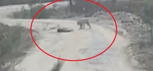 Vaşak, yaralı karacayı yerken görüntülendi