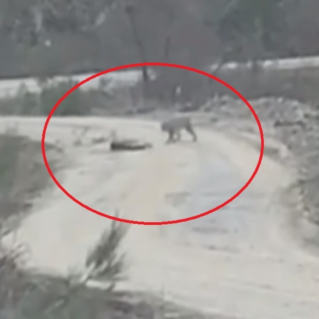 Vaşak, yaralı karacayı yerken görüntülendi