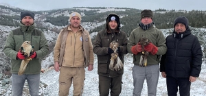 Eskişehir'de yaralı 3 şahin ve 1 kara akbaba tedavi edildi