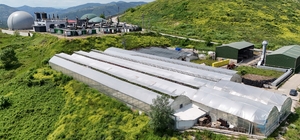 Samsun’da çöpten elde edilen ısıyla seralarda çiçek üretiliyor