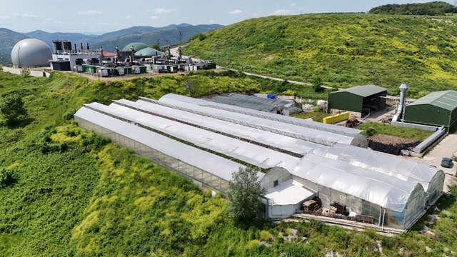 Samsun'da çöpten elde edilen ısıyla seralarda çiçek üretiliyor