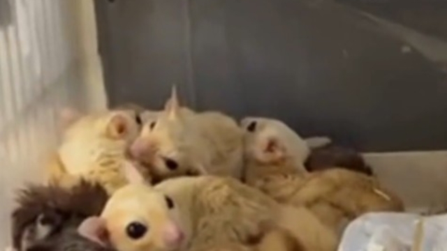 Isparta'da 33 şeker planörü ve 2 Arap tavşanı ele geçirildi