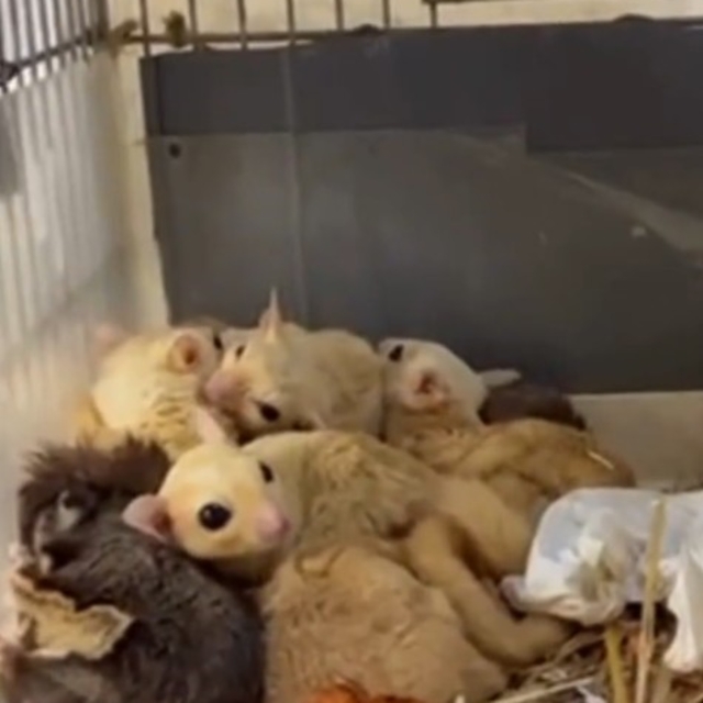 Isparta'da 33 şeker planörü ve 2 Arap tavşanı ele geçirildi