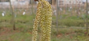 Fındıkta kozalak akarı verim kaybına yol açıyor