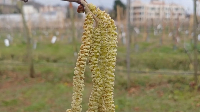 Fındıkta kozalak akarı verim kaybına yol açıyor