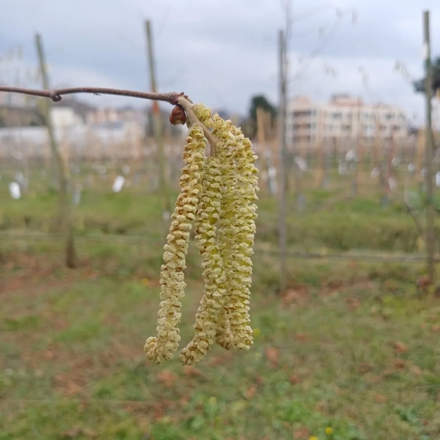 Fındıkta kozalak akarı verim kaybına yol açıyor