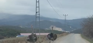 Köy yolunda koşan deve kuşları kameraya yansıdı