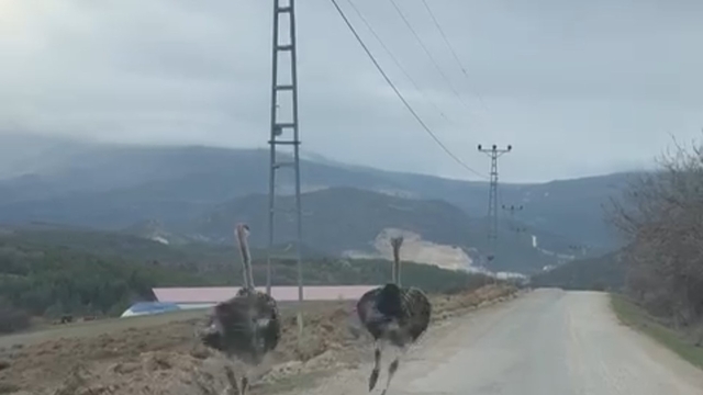 Köy yolunda koşan deve kuşları kameraya yansıdı