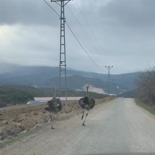 Köy yolunda koşan deve kuşları kameraya yansıdı