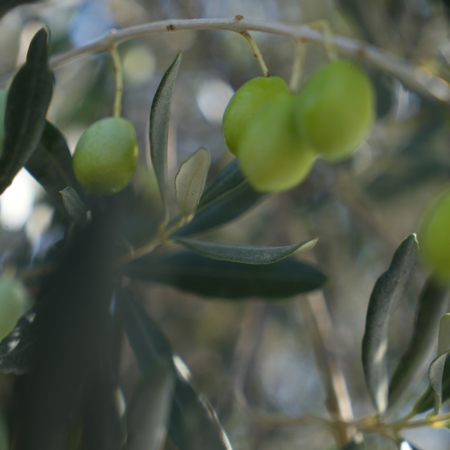 Zeytin halkalı leke hastalığına karşı üreticilere uyarı