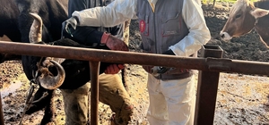 Efeler’de 15 bin hayvan aşılandı