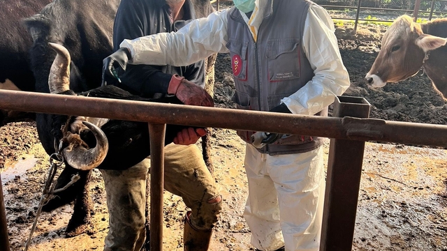 Efeler'de 15 bin hayvan aşılandı