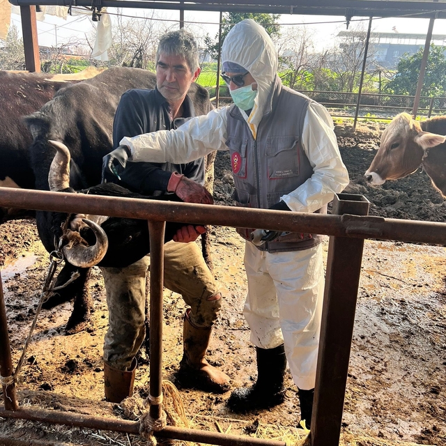 Efeler'de 15 bin hayvan aşılandı