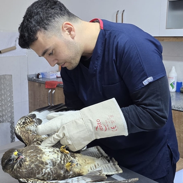 Muğla'da yaralı şahin tedavi altına alındı