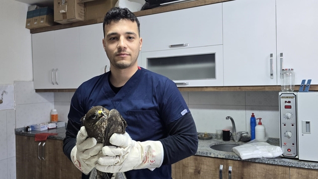 Seydikemer'de yaralı şahin tedavi altına alındı