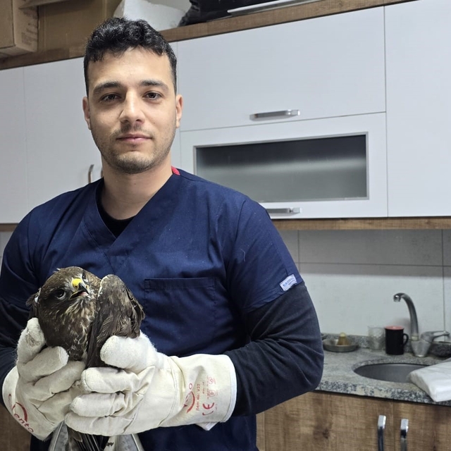 Seydikemer'de yaralı şahin tedavi altına alındı