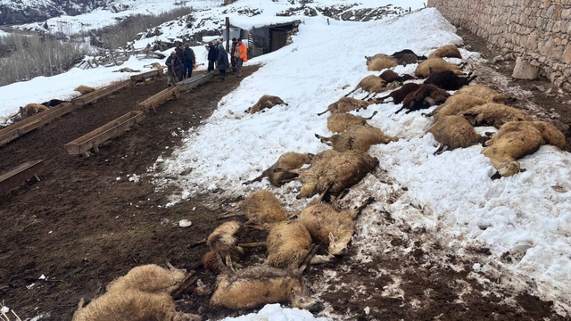 Erzincan'da yemden zehirlendikleri düşünülen 80 koyun telef oldu