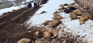 Erzincan’da yemden zehirlendikleri düşünülen 80 koyun telef oldu