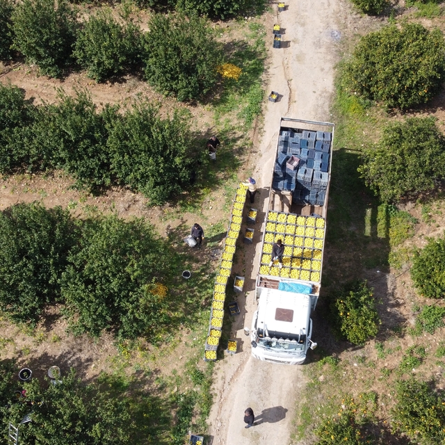 Dikenli limon üreticinin yüzünü güldürdü