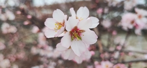 Yozgat'ta mart ayında bahar tablosu