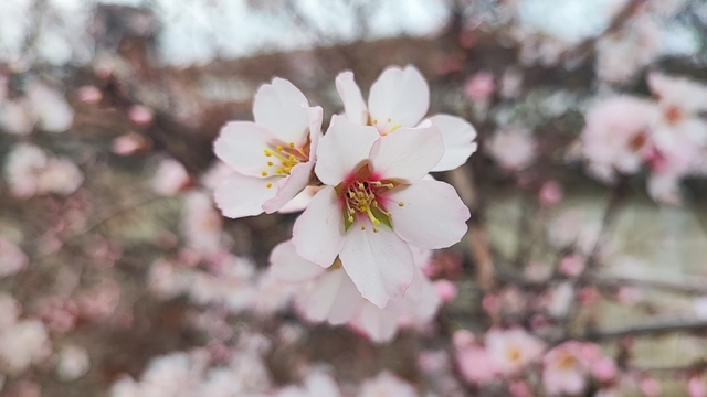 Yozgat'ta mart ayında bahar tablosu